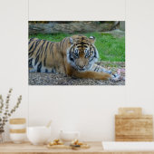 Poster Tigre hypnotique (Cuisine)