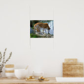 Poster Tigre indien (Cuisine)