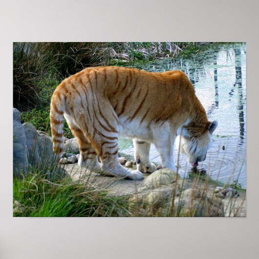 Poster Tigre indien (Devant)