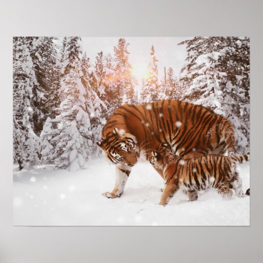 Poster Tigre mère et fils (Devant)