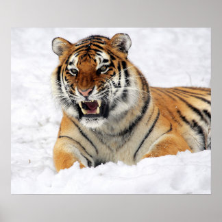 Poster Tigre Montrant Ses Crocs En Posant Sur La Neige