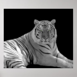 Poster Tigre noir et blanc