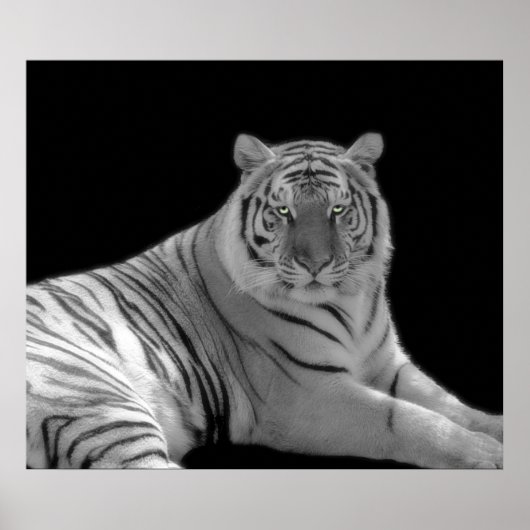 Poster Tigre noir et blanc (Devant)