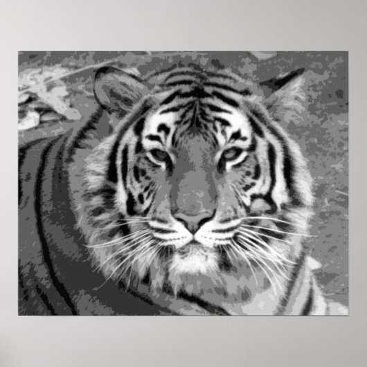 Poster Tigre noir et blanc (Devant)