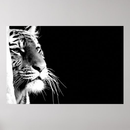 Poster Tigre noir et blanc (Devant)
