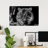 Poster Tigre noir et blanc (Bureau à domicile)