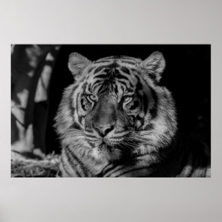 Poster Tigre noir et blanc