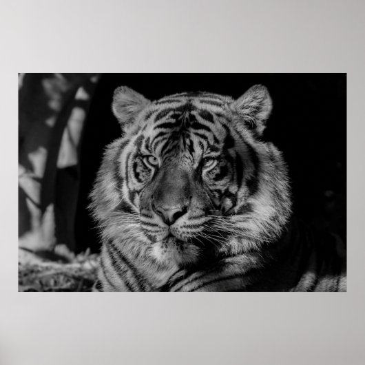 Poster Tigre noir et blanc (Devant)