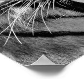 Poster Tigre noir et blanc (Coin)