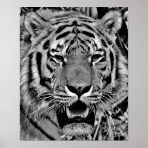 Poster Tigre noir et blanc