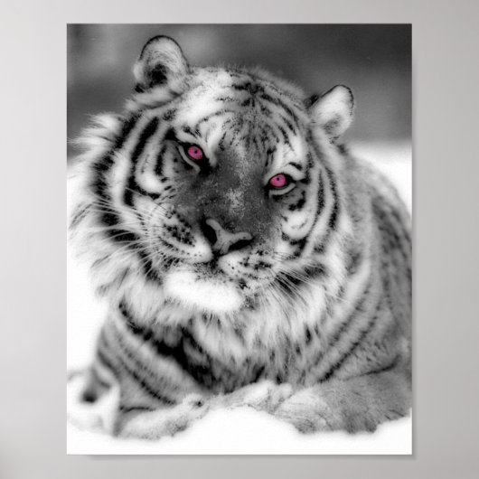 Poster Tigre observé par rose (Devant)