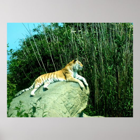 Poster Tigre relaxant (Devant)