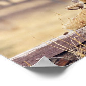 Poster Tigre royal du Bengale à la cime, (Coin)