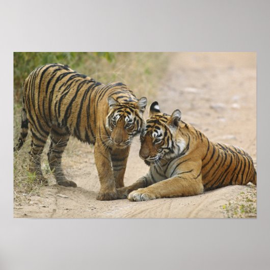Poster Tigre royal du Bengale et jeunes - Aller de l'avan (Devant)