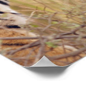 Poster Tigre royal du Bengale regardant depuis (Coin)