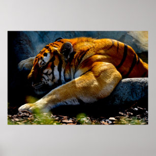 Poster Tigre sauvage