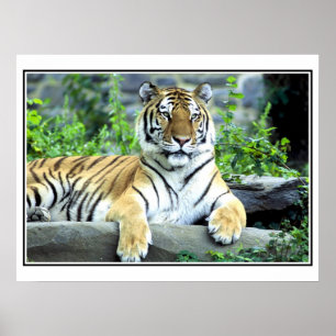 Poster Tigre sibérien de photo