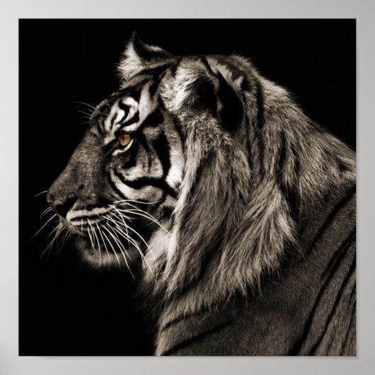 Poster Tigre, Tigre (Devant)