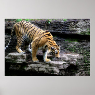 Poster Tigre - Tigre à l'échelle de la falaise