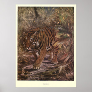 Poster Tigre vintage Painting (1909)