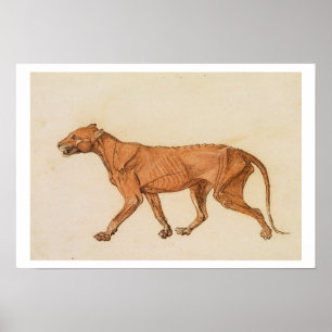 Poster Tigre, Vue latérale, Peau retirée, de 'A Compara