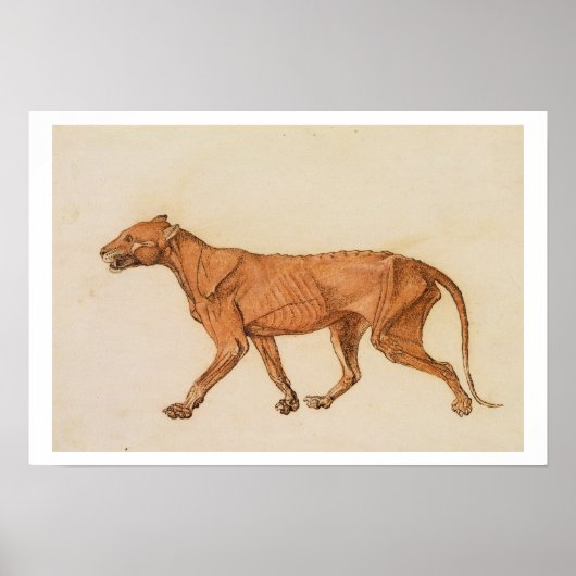 Poster Tigre, Vue latérale, Peau retirée, de 'A Compara (Devant)