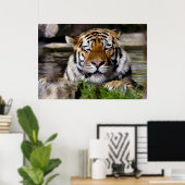Poster Tigre Zambar (Bureau à domicile)