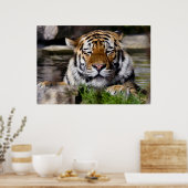 Poster Tigre Zambar (Cuisine)