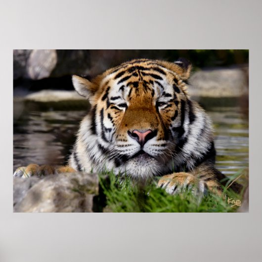 Poster Tigre Zambar (Devant)