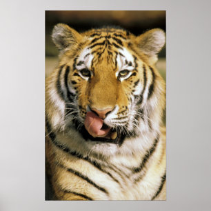 Poster Tigre Zoo du Michigan