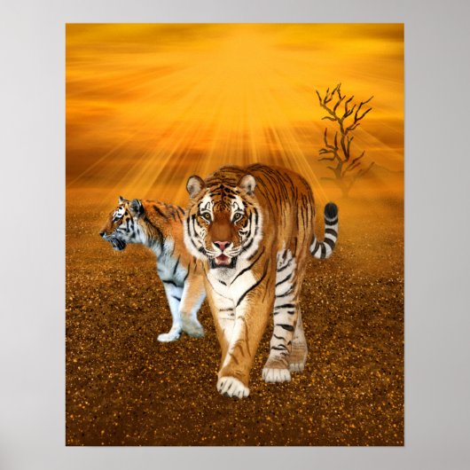Poster Tigres (Devant)