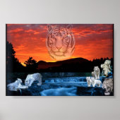 Poster tigres blancs (Devant)