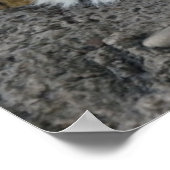 Poster Tigres blancs et Brown au repos (Coin)