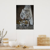 Poster Tigres blancs et Brown au repos (Cuisine)