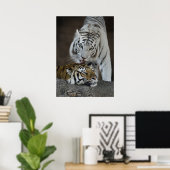 Poster Tigres blancs et Brown au repos (Bureau à domicile)