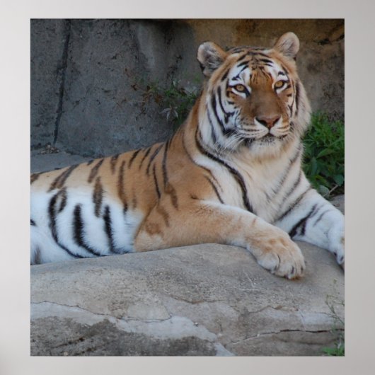 Poster Tigres du Bengale (Devant)