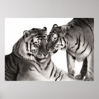 Poster Tigres - Portrait faunique peint à la main