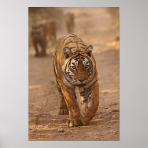 Poster Tigres royaux du Bengale sur la piste, Ranthambhor