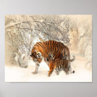 tigres sur neige