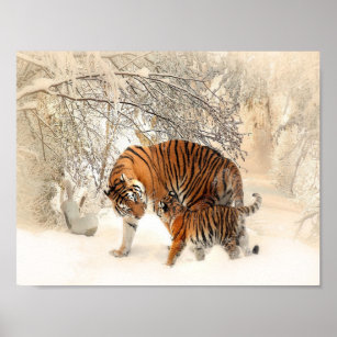 Poster tigres sur neige