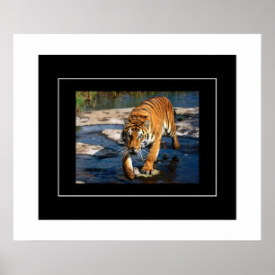 Poster-tijger Poster