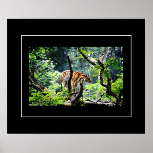 Poster-tijger Poster