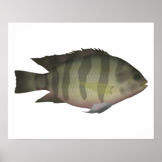 Poster Tilapia (Devant)