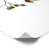 Poster tilia ulmifolia (Linden) (Coin)