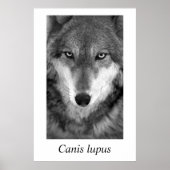 Poster Timber Wolf #1 Canis lupus (Devant)