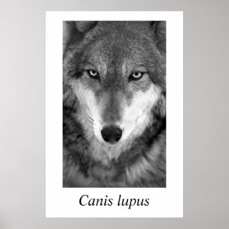 Poster Timber Wolf #1 Canis lupus
