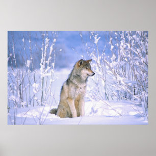 Poster Timber Wolf sitting in the Snow, Canis lupus,