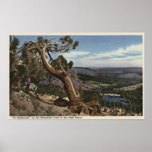 Poster Timberline sur Mammoth Crest (Devant)