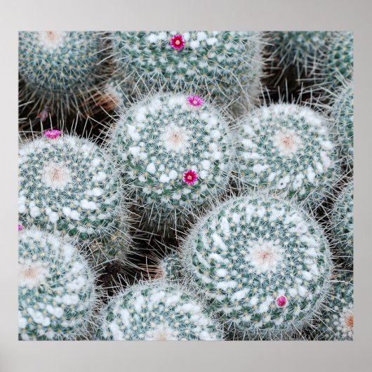 Poster Tiny rose Fleurs Plantes Cactus (Devant)