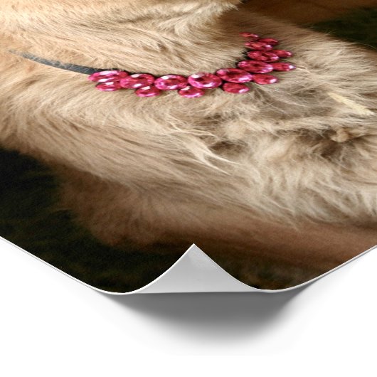 Poster Tiny Tinker la vache portant bling. (Coin)